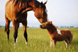 Love between mare and foal