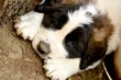bernard