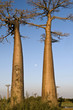 Baobab and the Full Moon