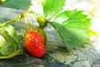 Fraise