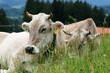 Foto: Kühe Kühe