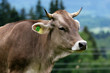 Foto: Kuh mit Hörnern Kuh mit Hörnern