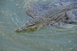 Hungry crocodile swimming in lake Hungry crocodile swimming in lake
