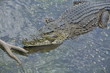 Huge crocodile takes a rest in lake Huge crocodile takes a rest in lake