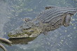 Cuban crocodile relaxing in lake Cuban crocodile relaxing in lake