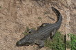 Crocodile takes a rest in Cuba Crocodile takes a rest in Cuba
