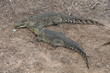 Crocodile love story into the wild Crocodile love story into the wild