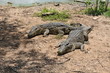 Dangerous crocodile's love Dangerous crocodile's love