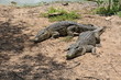 Couple of crocodiles take a sun Couple of crocodiles take a sun