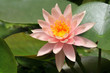 Pink waterlily