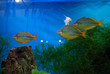 aquarium fish aquarium fish