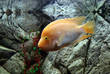 aquarium fish aquarium fish