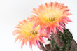 Kaktusblüte