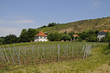 Radebeul, Weingut Hoflößnitz, Sachsen
