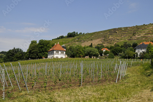 Foto: Radebeul, Weingut Hoflößnitz, Sachsen Radebeul, Weingut Hoflößnitz, Sachsen