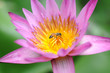 lotus in Japanese Garden