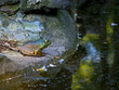 Bull Frog