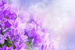 Campanula bouquet
