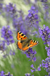 Papillon et lavande