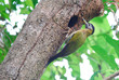 female laced woodpecker