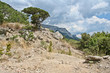 Mountain landscape with bushes