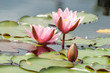 Wasserlilien