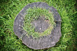 Grassy Stump