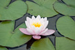 Wasserlilie