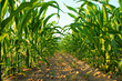Foto: Maisfeld Maisfeld