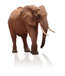 Freigestellter Elefant beim laufen