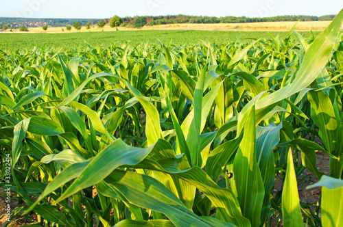 Foto: Maisfeld Maisfeld