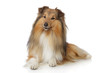Shetland sheepdog on a white background