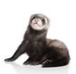 Ferret puppy Ferret puppy