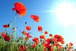 ����: poppy � HR #33025602