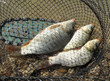 ����: Carps in fishing basket � Baharlou #33025809