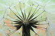 ����: Dandelion seeds � HR #33025810