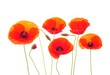 ����: poppy � HR #33025813
