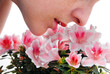 Smelling pink Azalea flowers