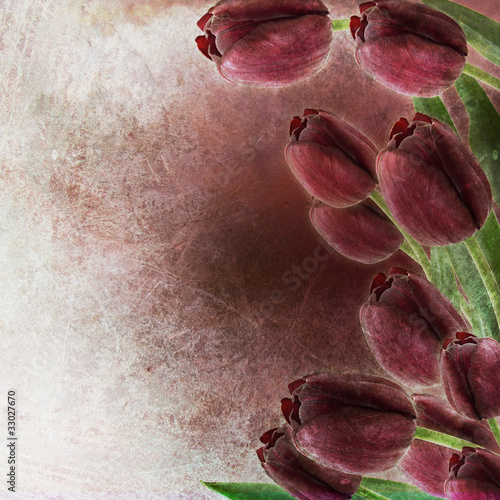 Illustration: Tulips grunge background design Tulips grunge background design