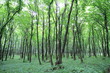 Österreichischer Wald im Sommer