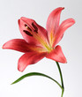 Red flower of the royal lilies #1 Red flower of the royal lilies #1