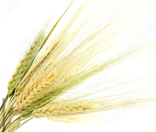 Photo: ear of rye ear of rye