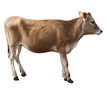 Foto: Jersey Heifer Jersey Heifer