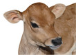 Young Jersey Calf