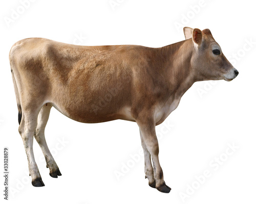Foto: Jersey Heifer Jersey Heifer