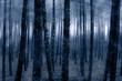 Foggy forest