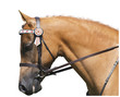 Foto: Palomino Portrait Palomino Portrait