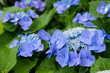 紫陽花