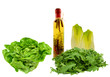 boston,baby arugula and belgian endive with dressing