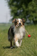 Hund mit Ball
